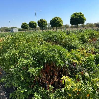 Photo 6005797253152883367 W